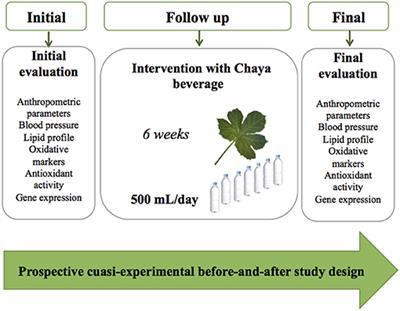 Chaya Leaf Decreased Triglycerides and Improved Oxidative Stress in Subjects With Dyslipidemia